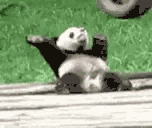 pandadance animated emote