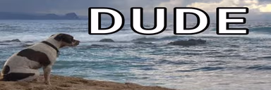 DUDE emote
