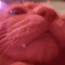 hellnah emote
