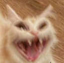Scrary_Cat_Laugh emote