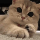 catPAT emote