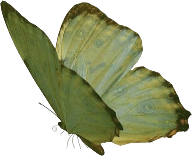 green_butterfly emote