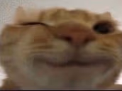 CatWink emote