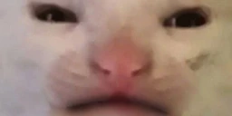 nohiii emote