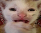whywhy static emote