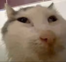 cooked emote