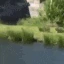 MonkeBonk emote