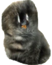 fur_bean emote