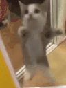 CatJUMP