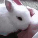 BunnyHide emote