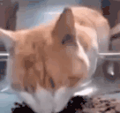 catWhat animated emote