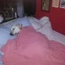 Sleep emote