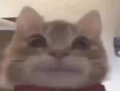 monKat emote