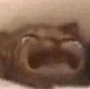 catcry emote