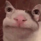 aliencattalk emote