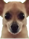 awkstare static emote