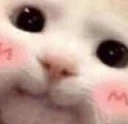 Cute_Cat emote