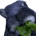 BunnyStare emote