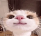 333cute emote