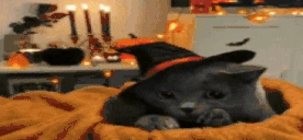 IMJUSTAWITCHDONTLOOKATME emote