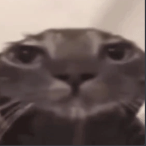 dat_live avatar