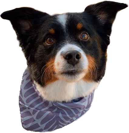 Logan emote