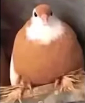 FatBirdie emote