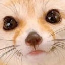 fennecLookingAtYou static emote