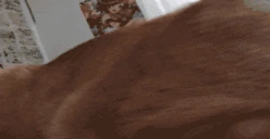 HOLYFUCKINBALLS emote
