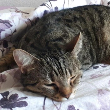 cat emote