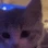 Wink_Kitten emote
