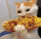 qqryzina animated emote