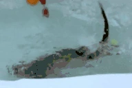OtterFlip emote