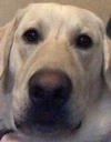 Bozo emote