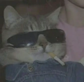 cat emote