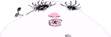 hann emote