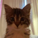 oi emote