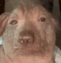 creatureNod emote