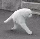 Sinkopeso emote