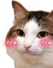 kiisu_blush emoji