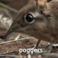 poggerselephantshrew emote