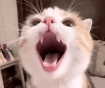 meow emote
