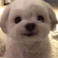 I_love_you emote