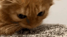 Zapomnil emote