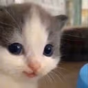 hehe emote
