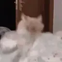 CatBanger emote