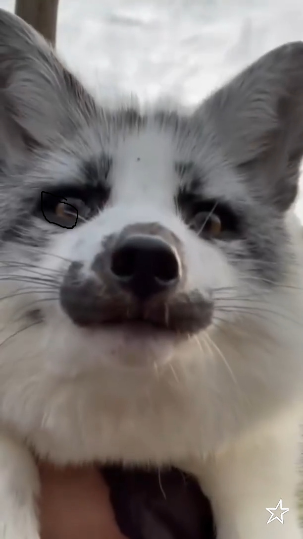 Fox static emote