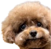 mulchmaxxing emote