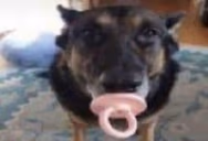 CachorroChupetao emote