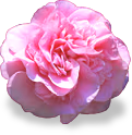 flower_camella emote